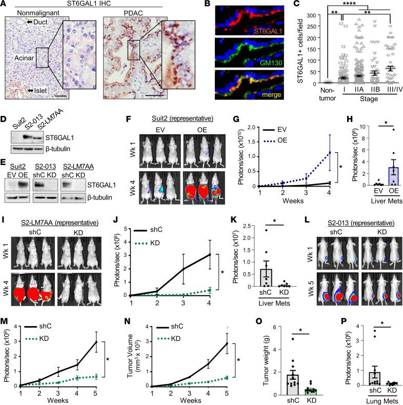 https://cdn.ncbi.nlm.nih.gov/pmc/blobs/5750/10619436/e620cfc95cc9/jciinsight-8-161563-g001.jpg