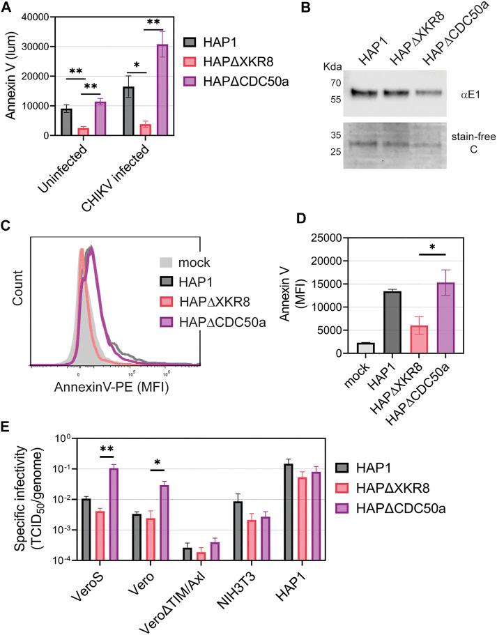 https://cdn.ncbi.nlm.nih.gov/pmc/blobs/5755/9895848/89b10245b6d0/fcell-11-1085913-g005.jpg