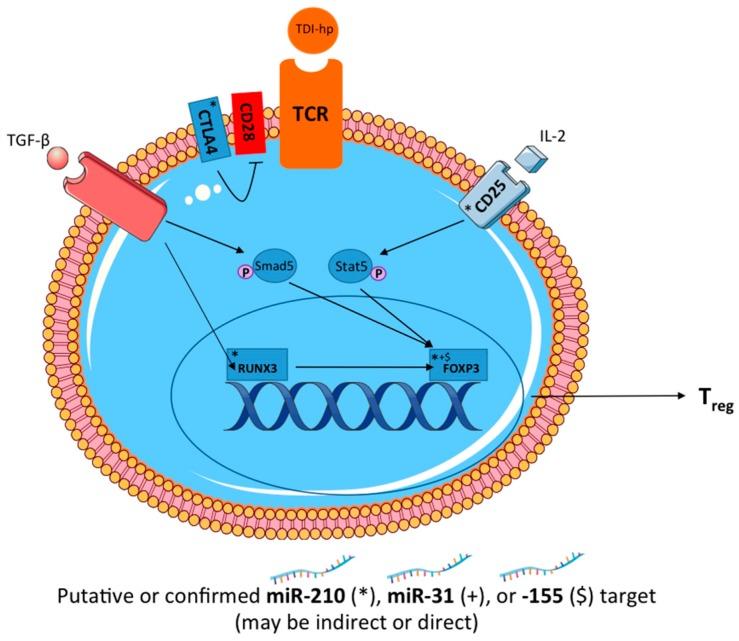 https://cdn.ncbi.nlm.nih.gov/pmc/blobs/5758/5295004/5ec3bcb128f8/genes-08-00009-g008.jpg