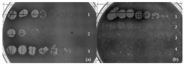 https://cdn.ncbi.nlm.nih.gov/pmc/blobs/5759/6950372/008233483c5d/viruses-11-01134-g003.jpg