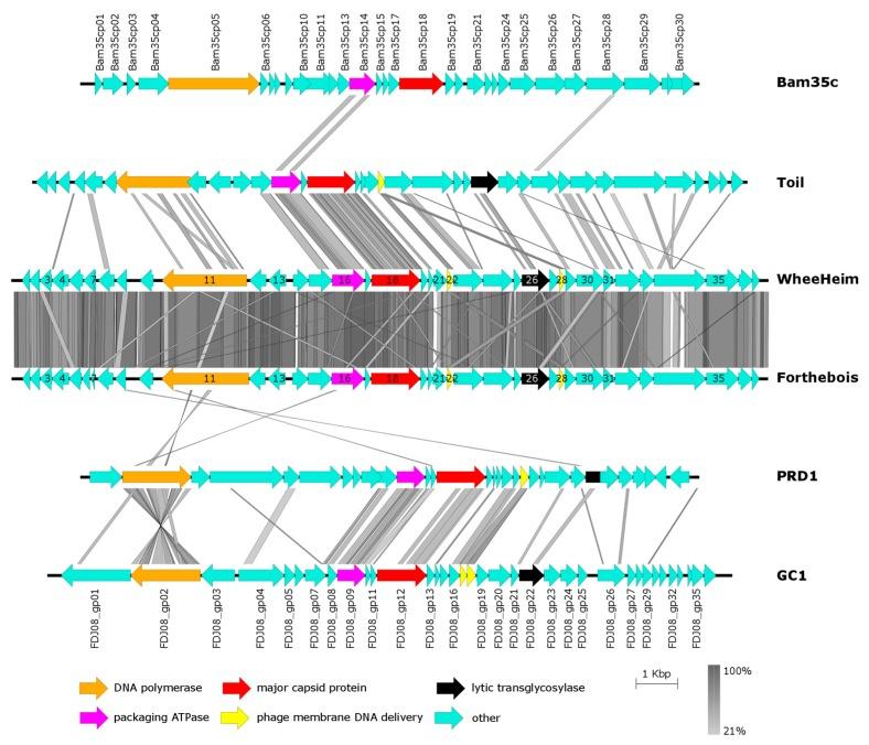 https://cdn.ncbi.nlm.nih.gov/pmc/blobs/5759/6950372/50cd357a38b6/viruses-11-01134-g004.jpg