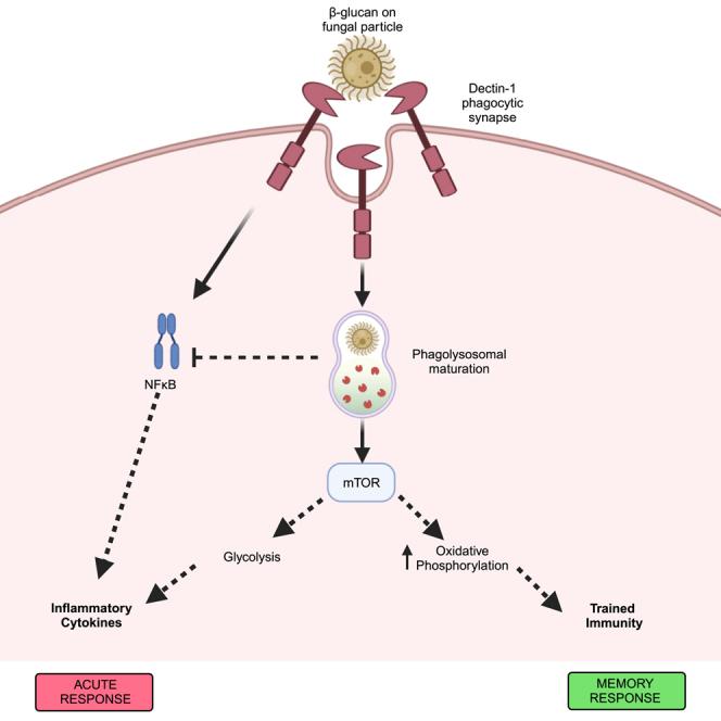 https://cdn.ncbi.nlm.nih.gov/pmc/blobs/575a/10865028/c08ec5dcbae5/fx1.jpg