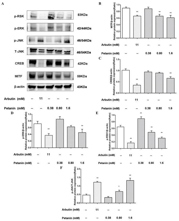 https://cdn.ncbi.nlm.nih.gov/pmc/blobs/575a/11173099/5a54db780834/ijms-25-05939-g010.jpg
