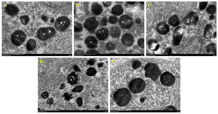 https://cdn.ncbi.nlm.nih.gov/pmc/blobs/575a/11173099/8be471f9dd96/ijms-25-05939-g005.jpg