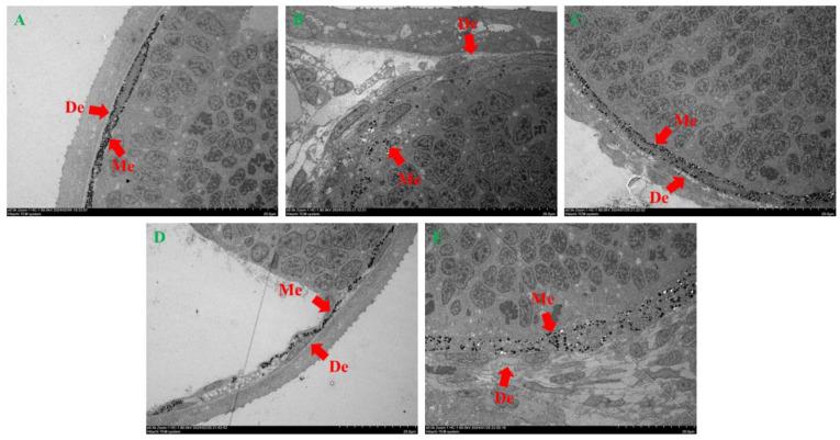 https://cdn.ncbi.nlm.nih.gov/pmc/blobs/575a/11173099/973cd7623163/ijms-25-05939-g004.jpg