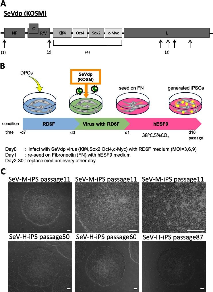 https://cdn.ncbi.nlm.nih.gov/pmc/blobs/575b/4746228/4888126b197a/11626_2015_9968_Fig1_HTML.jpg