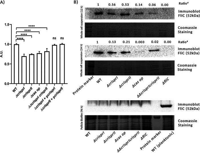 https://cdn.ncbi.nlm.nih.gov/pmc/blobs/575c/9241790/f4261b20b0dd/spectrum.00202-22-f003.jpg