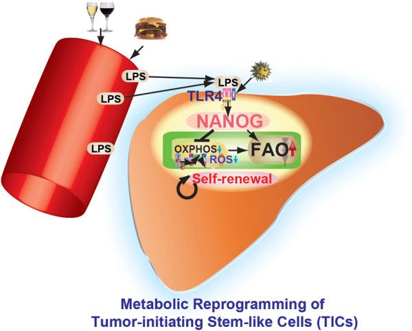 https://cdn.ncbi.nlm.nih.gov/pmc/blobs/575c/9520593/a3405484fad4/fphys-13-903302-g004.jpg