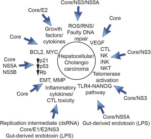 https://cdn.ncbi.nlm.nih.gov/pmc/blobs/575c/9520593/d26d7c78e049/fphys-13-903302-g002.jpg