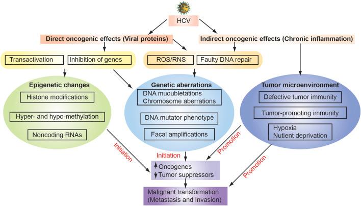 https://cdn.ncbi.nlm.nih.gov/pmc/blobs/575c/9520593/e3e49afd34c0/fphys-13-903302-g003.jpg