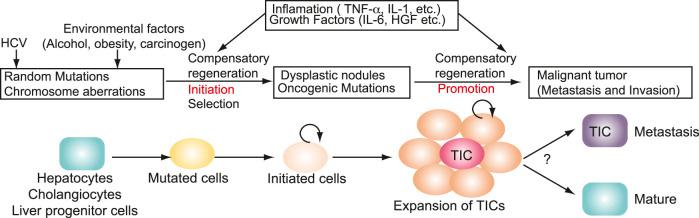 https://cdn.ncbi.nlm.nih.gov/pmc/blobs/575c/9520593/fbf4b1bebb0b/fphys-13-903302-g005.jpg