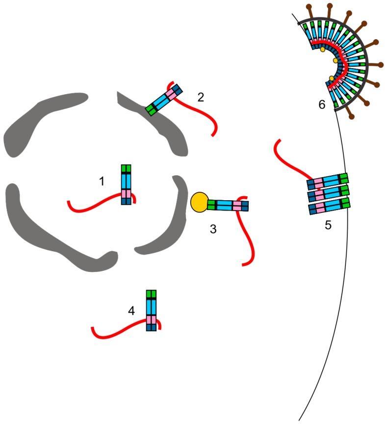 https://cdn.ncbi.nlm.nih.gov/pmc/blobs/575e/5035971/12cb449cb0e8/viruses-08-00257-g003.jpg