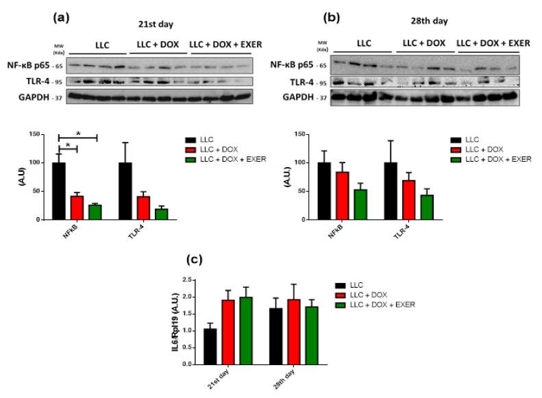 https://cdn.ncbi.nlm.nih.gov/pmc/blobs/5762/7699885/1c6f31d57d9b/cancers-12-03466-g006.jpg