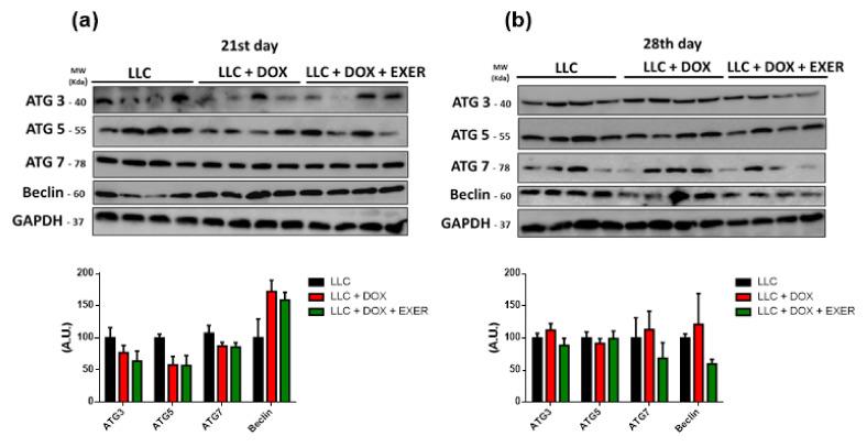 https://cdn.ncbi.nlm.nih.gov/pmc/blobs/5762/7699885/e426d536e047/cancers-12-03466-g004.jpg