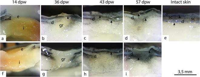 https://cdn.ncbi.nlm.nih.gov/pmc/blobs/5765/6237775/b9e8bd21bf72/41598_2018_35002_Fig10_HTML.jpg
