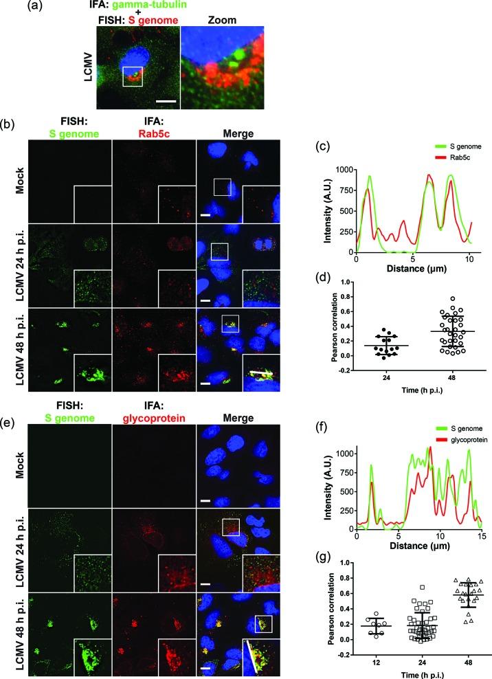 https://cdn.ncbi.nlm.nih.gov/pmc/blobs/5766/5725993/1cedd97f2ee8/jgv-98-2454-g003.jpg