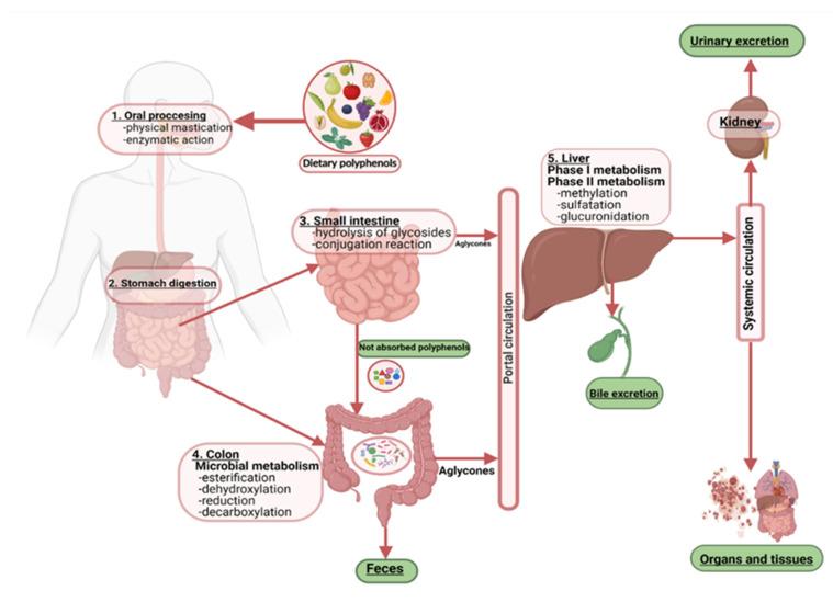 https://cdn.ncbi.nlm.nih.gov/pmc/blobs/5766/8747136/9f3965300613/nutrients-14-00137-g003.jpg