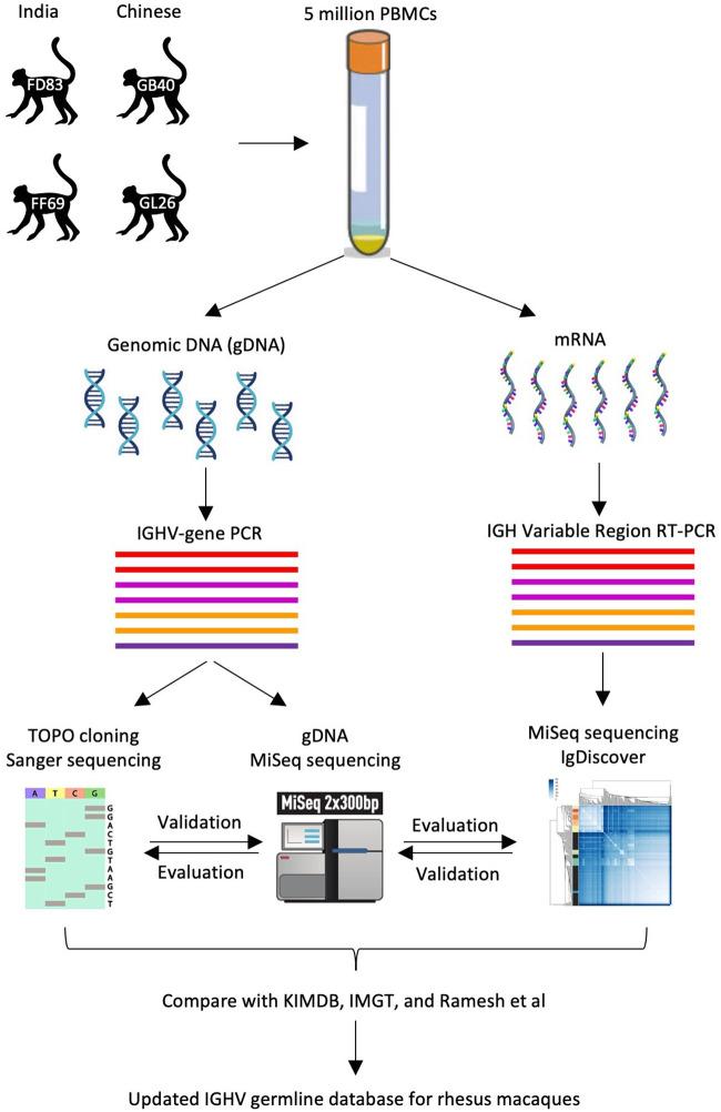 https://cdn.ncbi.nlm.nih.gov/pmc/blobs/5767/11703713/aff8e262a609/fimmu-15-1506348-g001.jpg