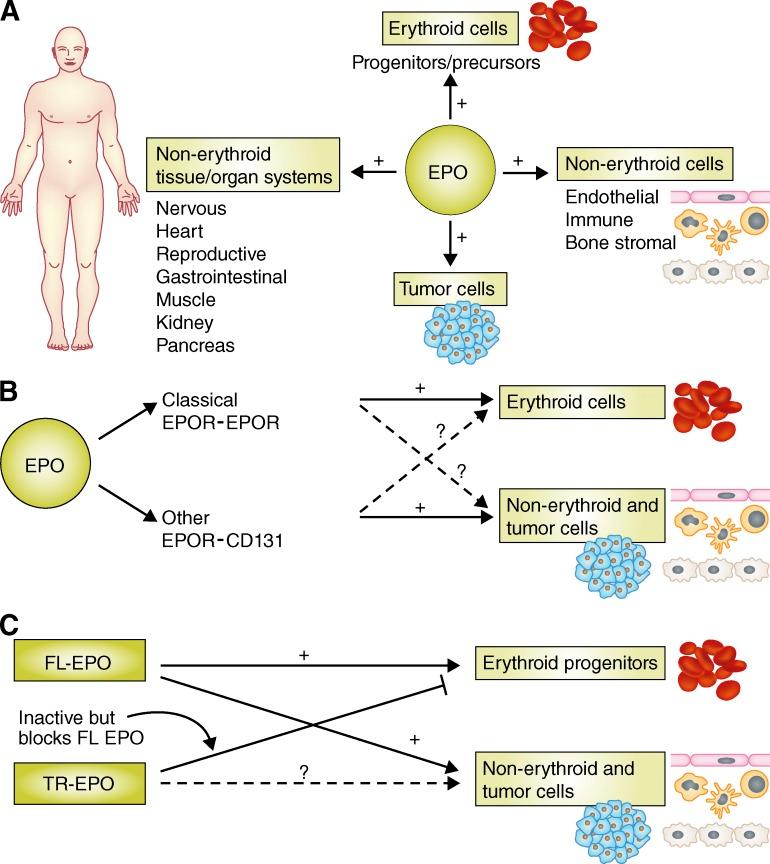 https://cdn.ncbi.nlm.nih.gov/pmc/blobs/576f/3570099/ef2e94517158/JEM_20122760_Fig1.jpg