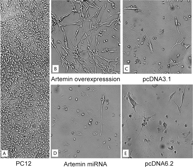 https://cdn.ncbi.nlm.nih.gov/pmc/blobs/576f/4272229/16a722f81198/mpa-44-134-g008.jpg