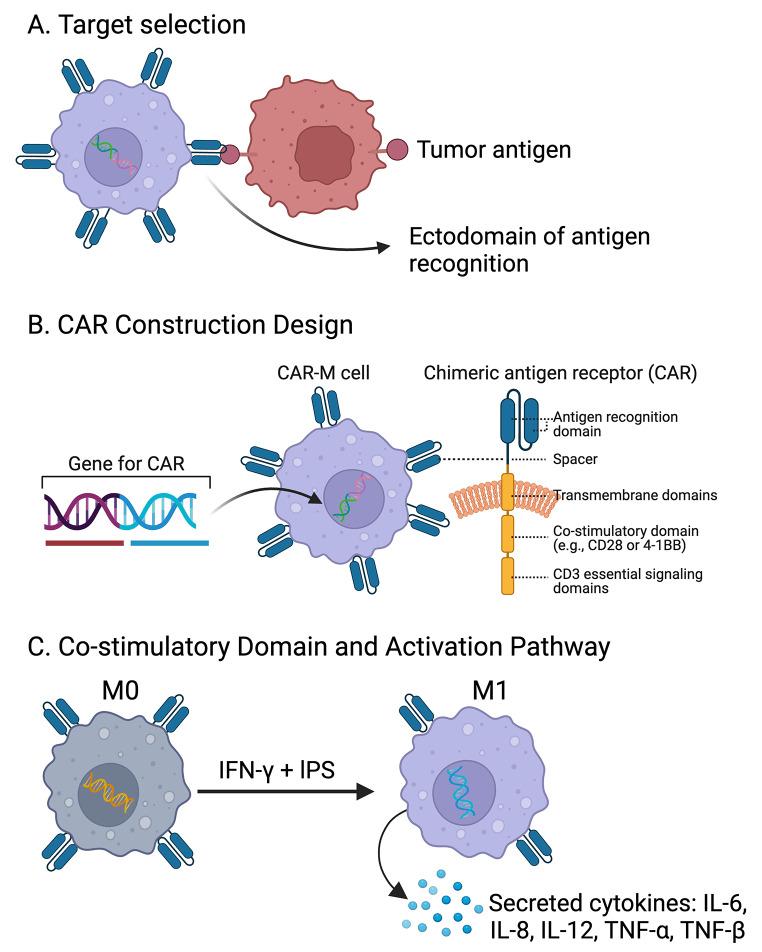 https://cdn.ncbi.nlm.nih.gov/pmc/blobs/5770/11302330/09de983f3fc6/40164_2024_549_Fig4_HTML.jpg