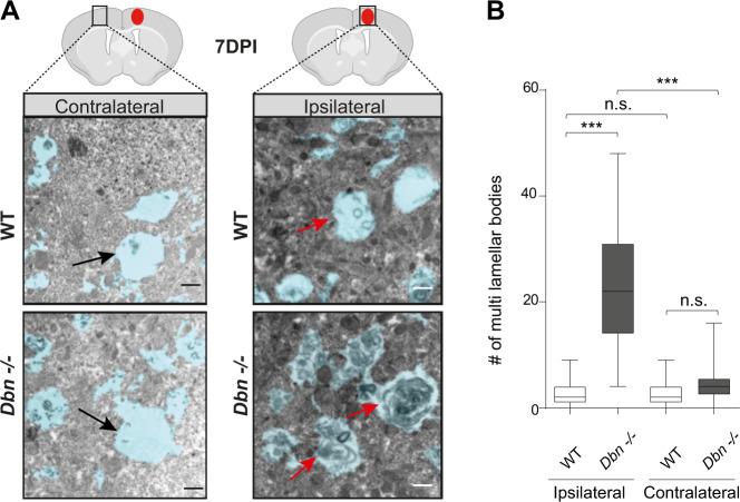 https://cdn.ncbi.nlm.nih.gov/pmc/blobs/5771/7935889/61aead02a172/41467_2021_21662_Fig6_HTML.jpg