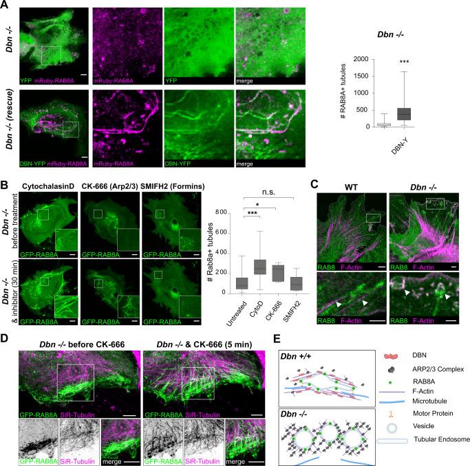 https://cdn.ncbi.nlm.nih.gov/pmc/blobs/5771/7935889/f5fdbc8ad067/41467_2021_21662_Fig4_HTML.jpg