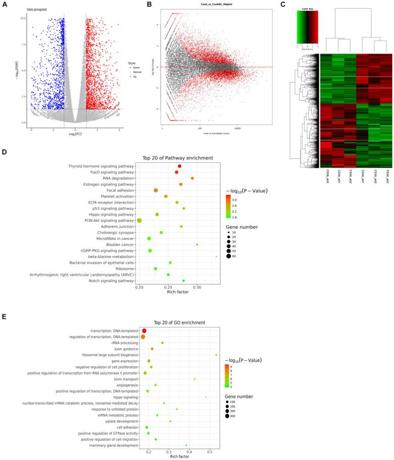 https://cdn.ncbi.nlm.nih.gov/pmc/blobs/5772/8317529/4dafbc75b289/jcav12p5181g004.jpg
