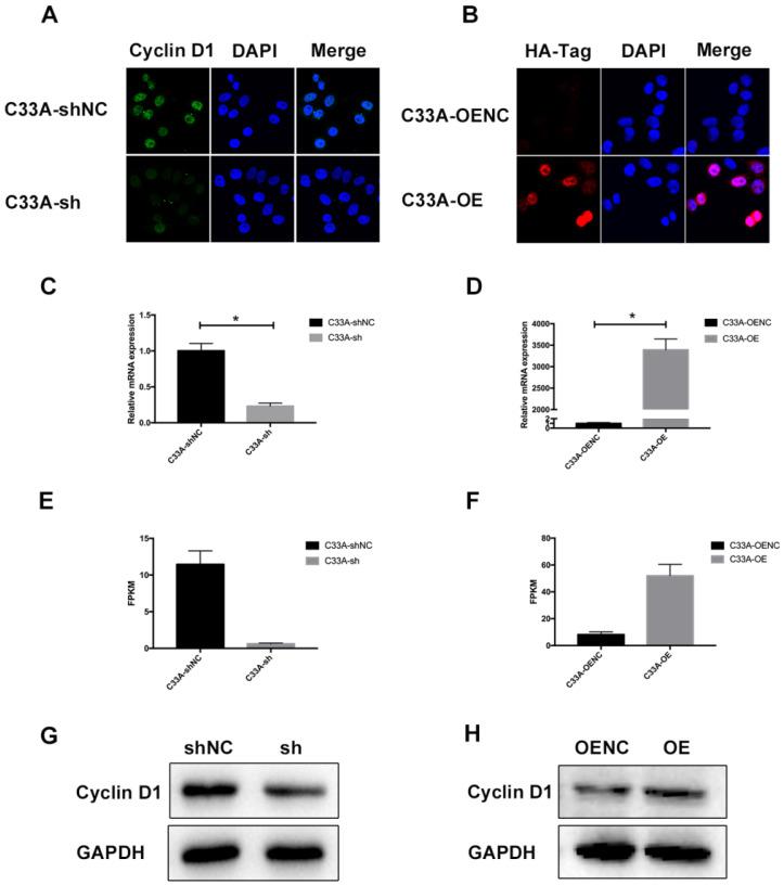 https://cdn.ncbi.nlm.nih.gov/pmc/blobs/5772/8317529/6e4dd5068502/jcav12p5181g002.jpg