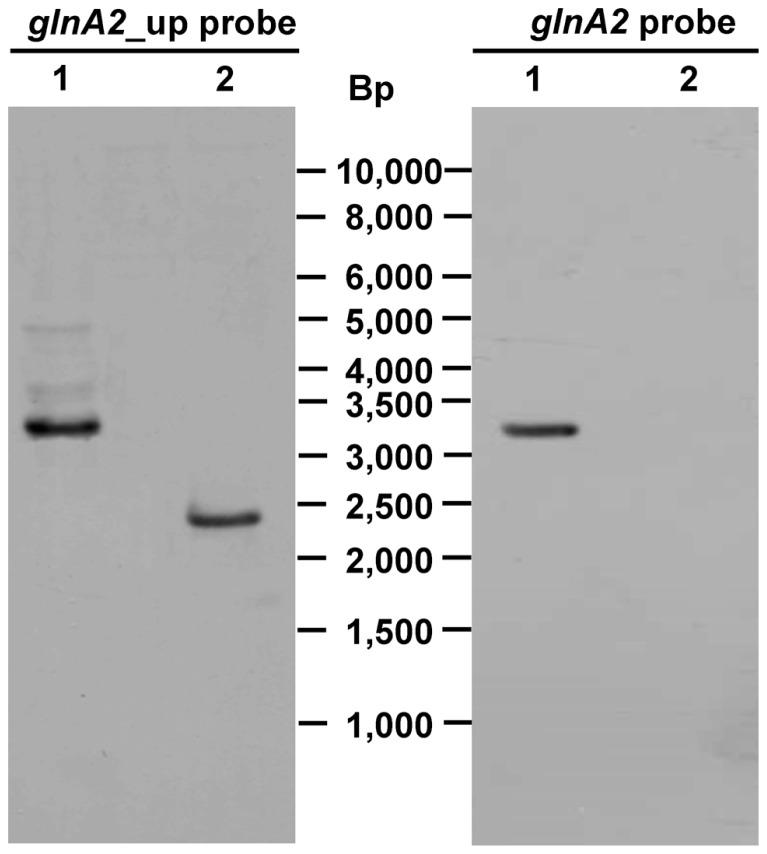 https://cdn.ncbi.nlm.nih.gov/pmc/blobs/5775/3995056/62bdbdb79944/fmicb-05-00168-g003.jpg