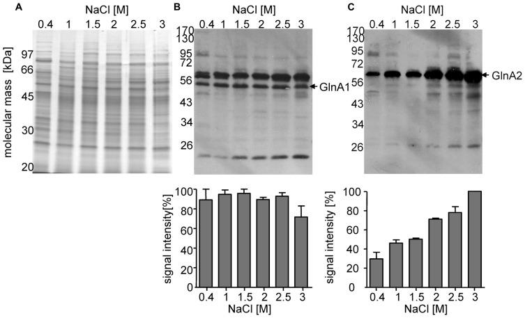https://cdn.ncbi.nlm.nih.gov/pmc/blobs/5775/3995056/fcc64ce48546/fmicb-05-00168-g002.jpg