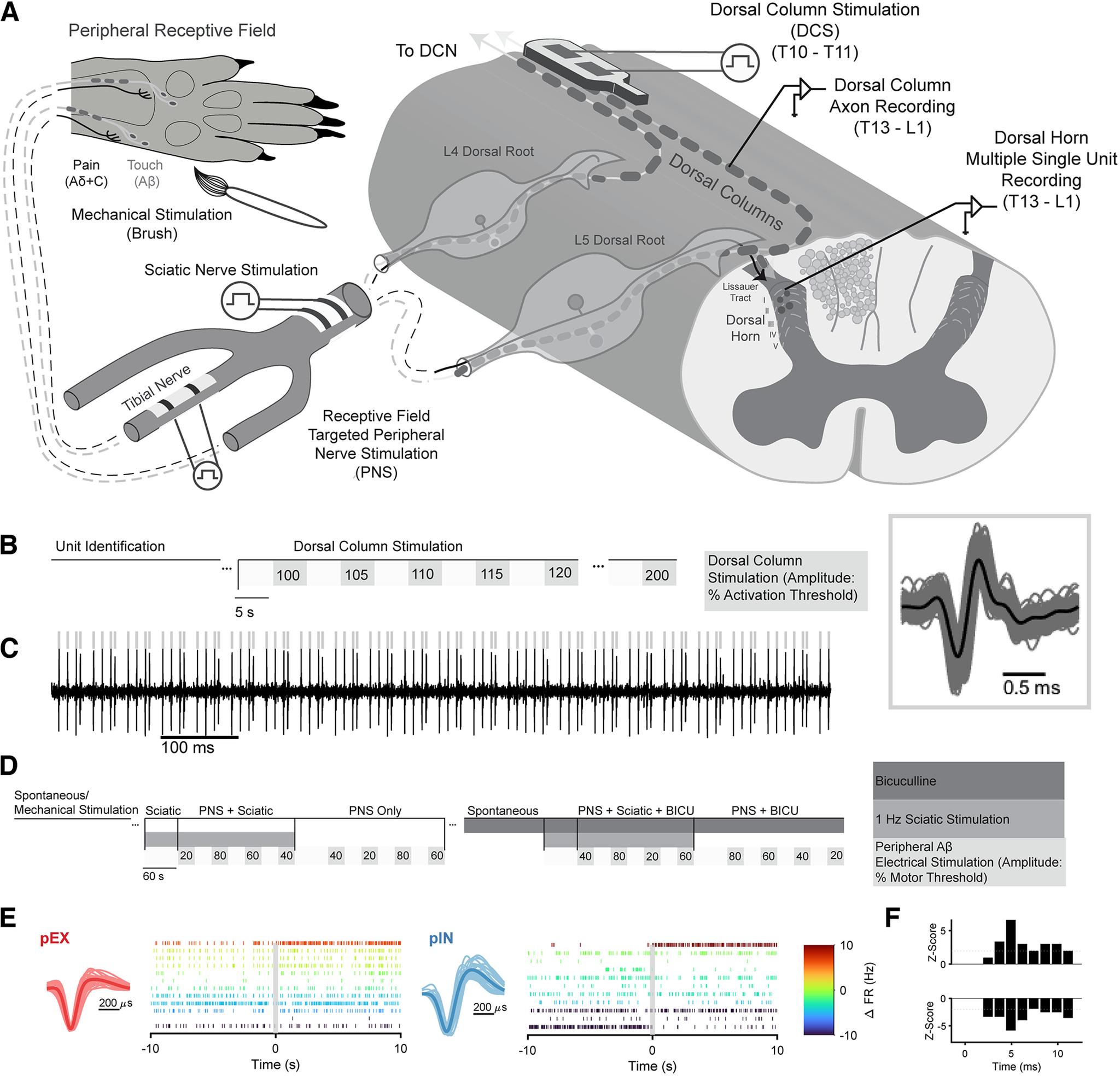 https://cdn.ncbi.nlm.nih.gov/pmc/blobs/5776/9536854/9b75635974c2/ENEURO.0058-22.2022_f003.jpg