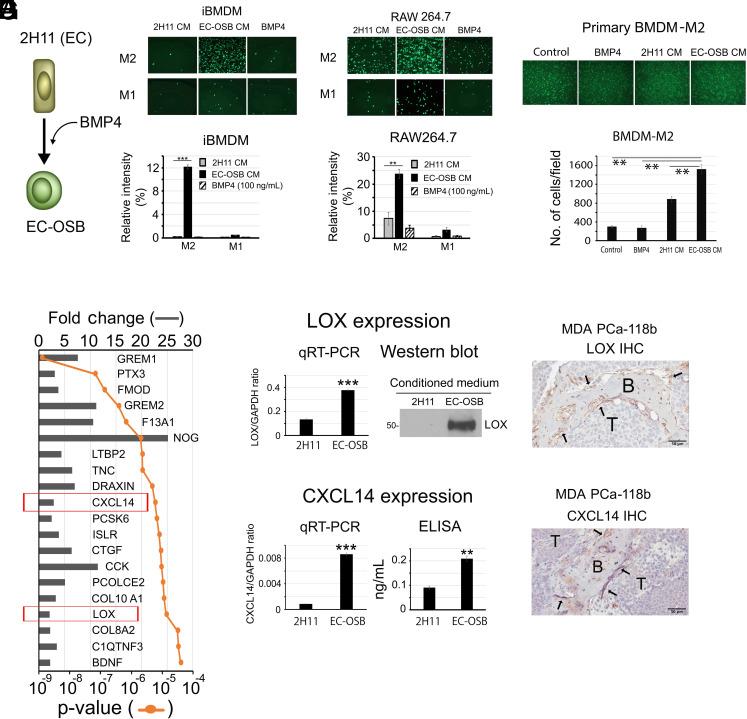 https://cdn.ncbi.nlm.nih.gov/pmc/blobs/5778/11331113/2a048f5f90df/pnas.2402903121fig03.jpg