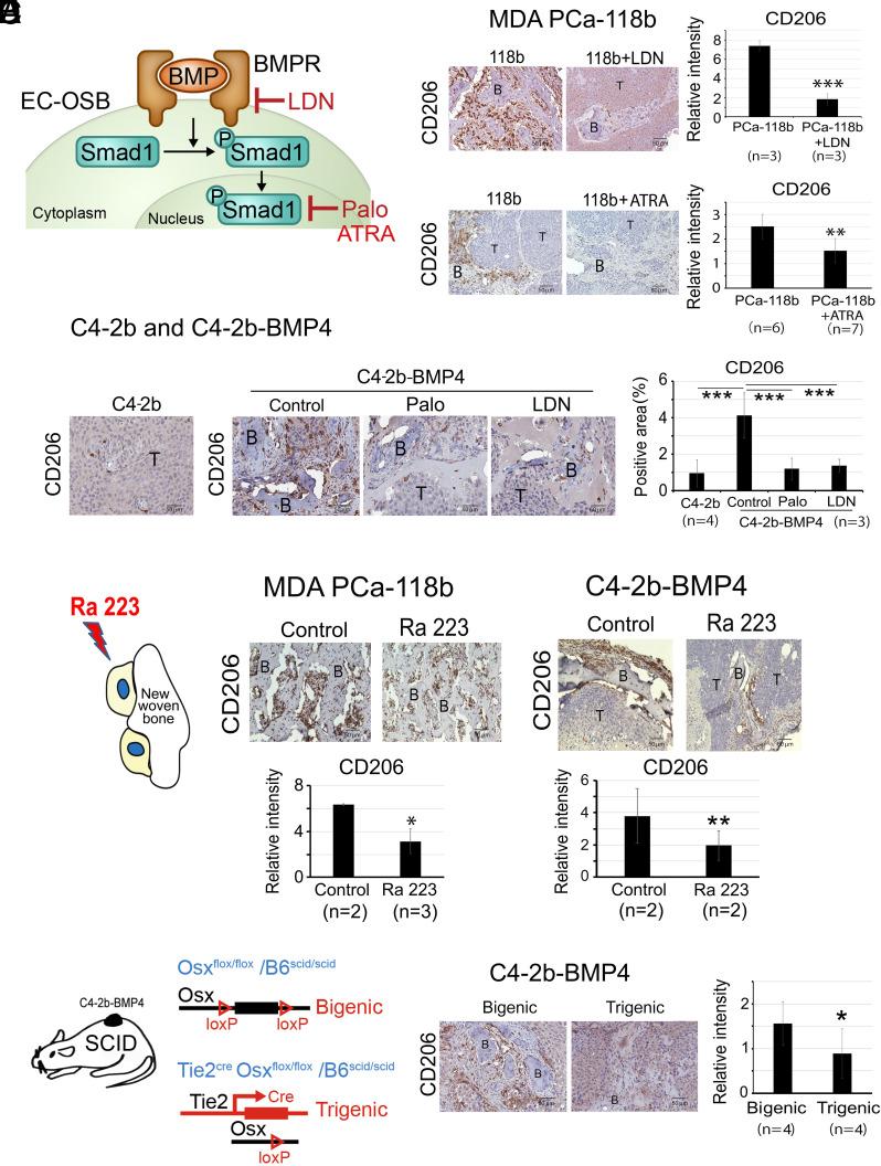 https://cdn.ncbi.nlm.nih.gov/pmc/blobs/5778/11331113/bc8e883487f0/pnas.2402903121fig05.jpg