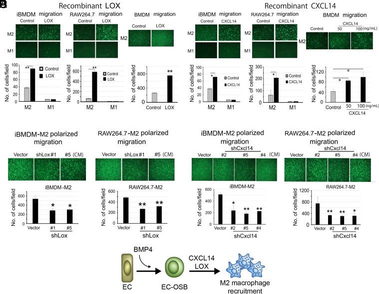 https://cdn.ncbi.nlm.nih.gov/pmc/blobs/5778/11331113/c216c492ea8b/pnas.2402903121fig04.jpg