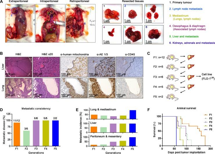 https://cdn.ncbi.nlm.nih.gov/pmc/blobs/5778/5347774/cb83e1b1fc16/oncotarget-07-83342-g001.jpg