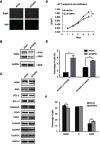 https://cdn.ncbi.nlm.nih.gov/pmc/blobs/5778/6529027/39614c739087/OTT-12-3817-g0004.jpg