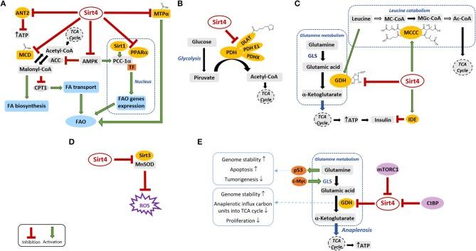 https://cdn.ncbi.nlm.nih.gov/pmc/blobs/5778/7177044/c485e9e0a630/fonc-10-00474-g0001.jpg