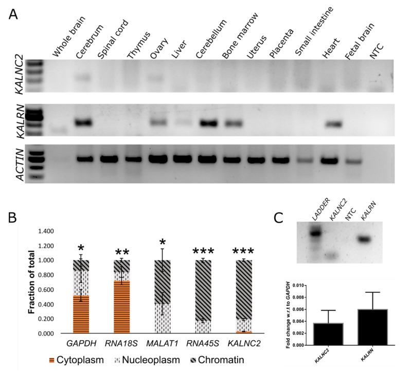 https://cdn.ncbi.nlm.nih.gov/pmc/blobs/5779/9844340/e3e4a3a10ed4/ncrna-09-00007-g006.jpg