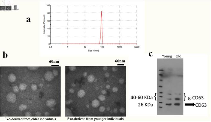 https://cdn.ncbi.nlm.nih.gov/pmc/blobs/577a/11526583/77a57df53fa3/jh-13-192-g001.jpg