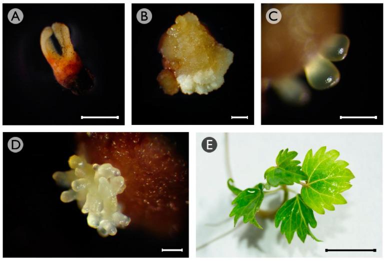 https://cdn.ncbi.nlm.nih.gov/pmc/blobs/577a/8228518/dfe1f85e4e2e/plants-10-01164-g001.jpg