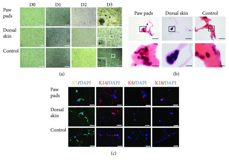 https://cdn.ncbi.nlm.nih.gov/pmc/blobs/577b/6378793/7986a7ec0dd1/SCI2019-4254759.003.jpg