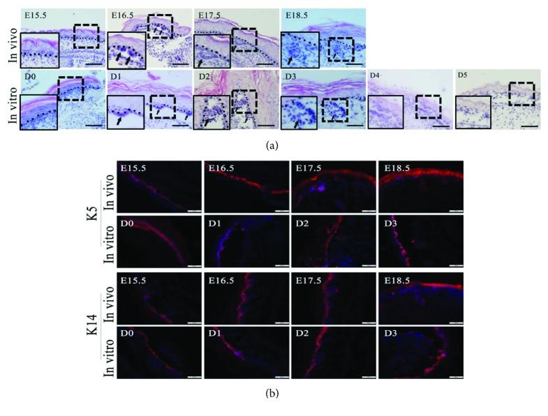 https://cdn.ncbi.nlm.nih.gov/pmc/blobs/577b/6378793/f34eb2c8d5f1/SCI2019-4254759.002.jpg