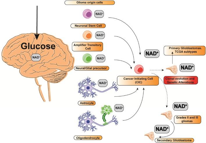 https://cdn.ncbi.nlm.nih.gov/pmc/blobs/577b/6507617/811619d52812/fonc-09-00292-g0001.jpg