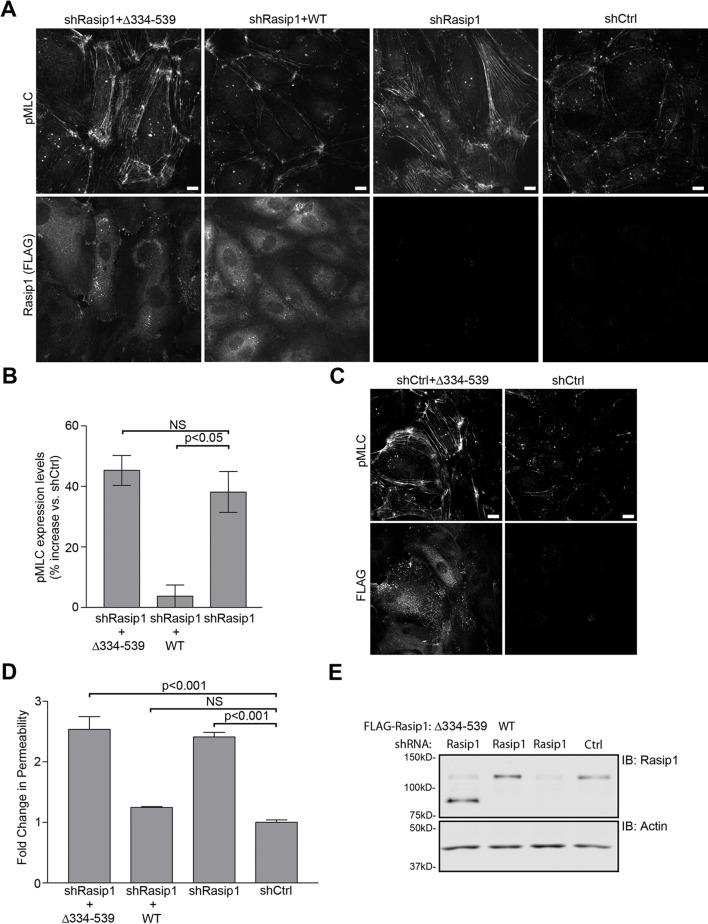 https://cdn.ncbi.nlm.nih.gov/pmc/blobs/577d/4733052/13eff4315d96/elife-11394-fig7.jpg