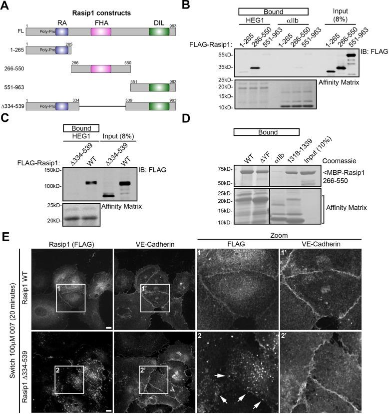 https://cdn.ncbi.nlm.nih.gov/pmc/blobs/577d/4733052/28ebf9a48d78/elife-11394-fig5.jpg