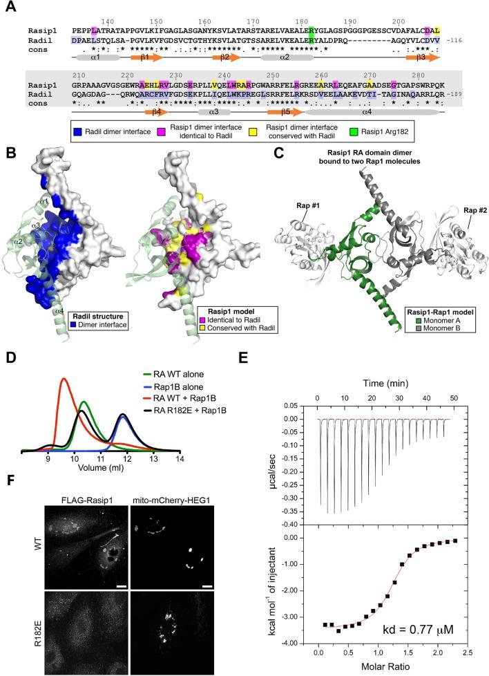 https://cdn.ncbi.nlm.nih.gov/pmc/blobs/577d/4733052/5f979203d1d3/elife-11394-fig8.jpg