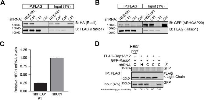 https://cdn.ncbi.nlm.nih.gov/pmc/blobs/577d/4733052/67079ce8a6d2/elife-11394-fig3-figsupp3.jpg
