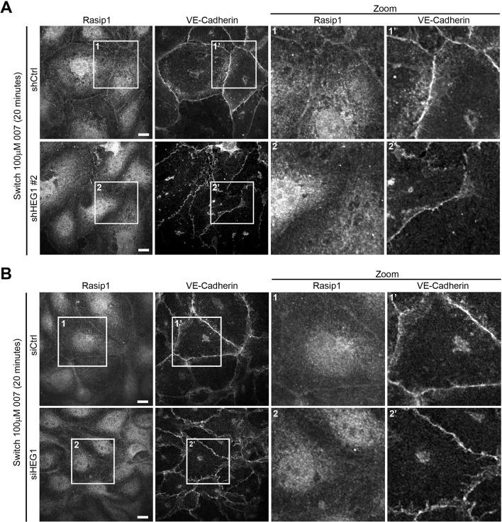 https://cdn.ncbi.nlm.nih.gov/pmc/blobs/577d/4733052/6888a5ab1261/elife-11394-fig3-figsupp1.jpg