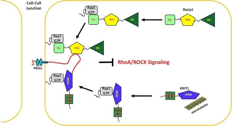 https://cdn.ncbi.nlm.nih.gov/pmc/blobs/577d/4733052/8aa2a5c3d032/elife-11394-fig10.jpg